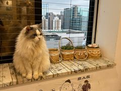 -楼上猫咖(罗湖店)