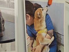 -瑞派康怡24h宠物医院·犬猫医疗中心·微创绝育(瑞景分院)