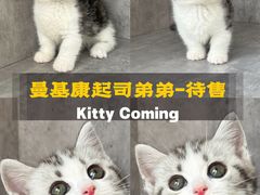 -小猫来了·猫舍(红山六九七九店)