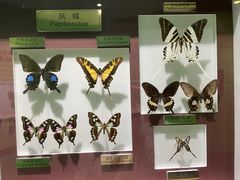 -上海昆虫博物馆