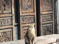 -喵屿·大理花园猫咖