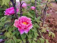 -洛阳市隋唐城遗址植物园