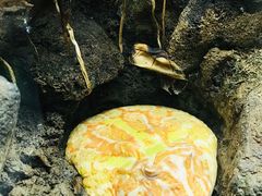 -广州长隆飞鸟乐园