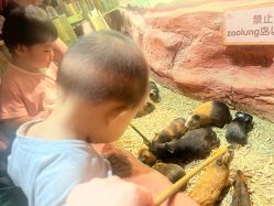 点击看大图 -Zoolung Zoolung动物主题公园(海信广场店)