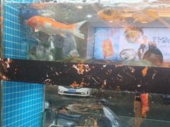 -浔味·山屿湖·正宗全鱼宴老字号