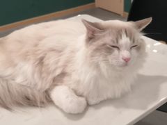 -飞行喵MR PILOT|猫舍·猫咖(静安大融城店)
