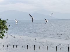 -深圳湾公园(南山区)