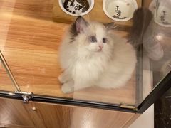-袖虎·猫馆(体育西路店)