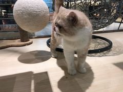 -momokira米努特·德文卷毛猫·棉花面纱犬