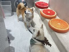 -柴务处·柴犬主题狗咖