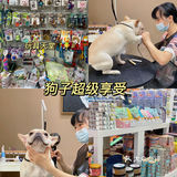 成华区最大宠物店🐾穿搭博主的狗也要洋气