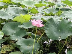 -洪湖生态旅游区