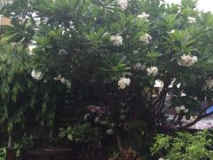 -Dash Teak House