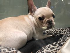 -momokira米努特·德文卷毛猫·棉花面纱犬