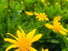 -王借岗森林公园
