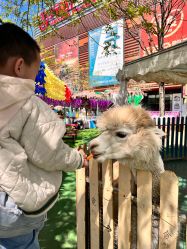 -萌宠亲子动物乐园(槐房万达店)