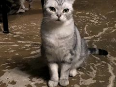 -猫猫幼稚园·撸猫·桌游·电玩
