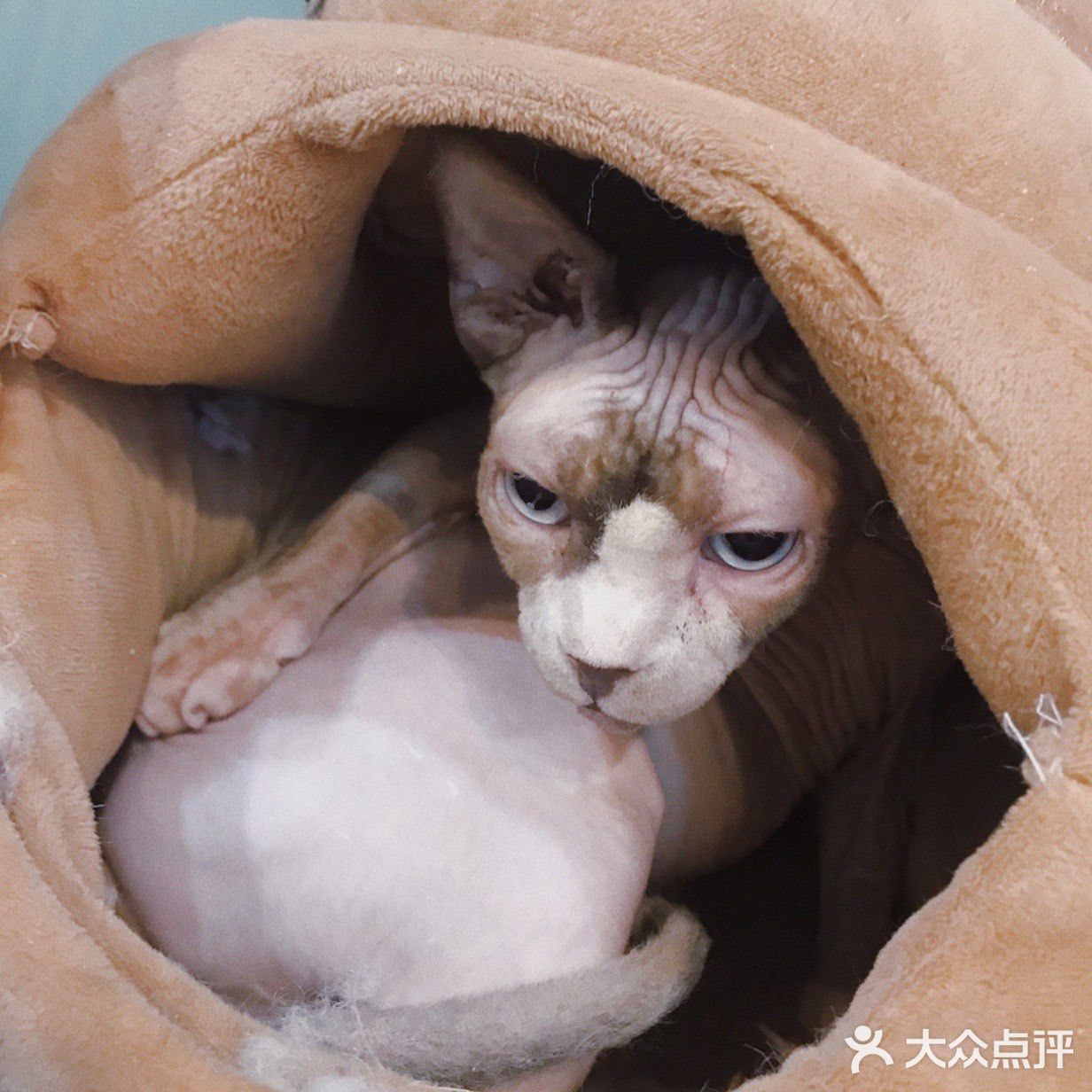 打卡一家可以rua猫又可以撸狗的店