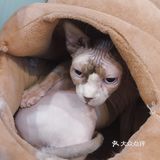 打卡一家可以rua猫又可以撸狗的店