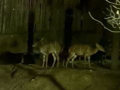 -清迈夜间动物园