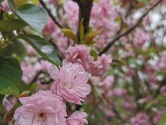 -晓友烧麦(光华村店)