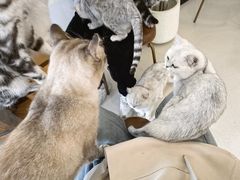 -共舞时光猫咖·狗咖(新街口店)