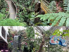 -正佳雨林生态植物园