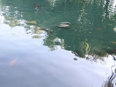 -百花洲