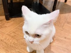 -猫小院猫主题餐厅(三里屯店)