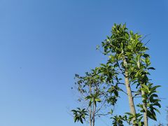 -铁山坪森林公园