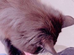 -藏猫猫咖啡主题馆(中央大道店)