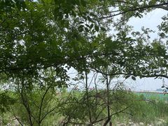 -吴淞炮台湾湿地森林公园烧烤区
