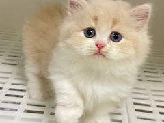 -lincat·猫舍(广州店)