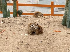 -北京野生动物园