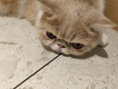-飞行喵MR PILOT|猫舍·猫咖(静安大融城店)