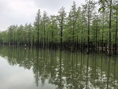 -泗洪洪泽湖湿地景区