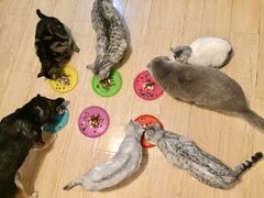 -纳吉亚猫专科动物医院博雅分院