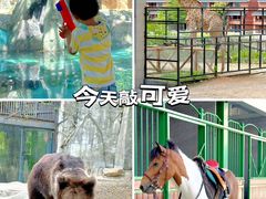 -灵玲国际马戏城