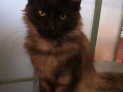 -喵屿·大理花园猫咖