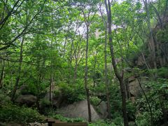 -大岭沟猕猴桃谷风景区
