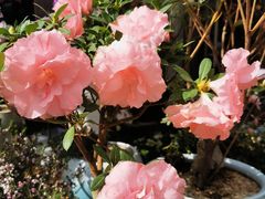 -溪岸路花鸟市场