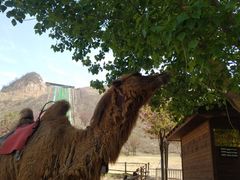 -古柏渡飞黄旅游区