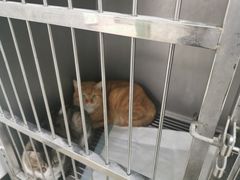 -特一安24小时宠物医院·骨科·中兽医