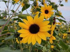 -径山花海