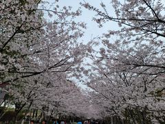 -高东镇樱花园