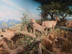 -陕西自然博物馆