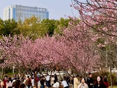 -武汉大学-樱园