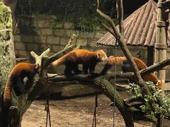 -上海野生动物园