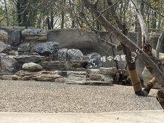 -北京野生动物园
