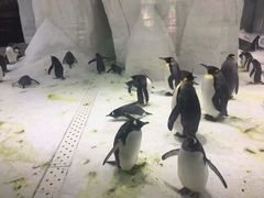 -大连圣亚海洋世界